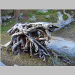 our camp gnarly log