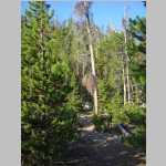hiking the Sheep Bridge Trail to the trailhead at Worthen Meadows with a panorama SW to Roaring Fork Mountain.
