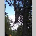 the widowmaker snag above Jim's tent
