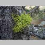 parasitic growth on a pine tree in camp - I'm wondering if this is a vascular plant and not a moss?