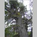 parasitic growth on a pine tree in camp - I'm wondering if this is a vascular plant and not a moss?