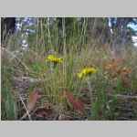 I'm guessing that this is <i>Nothocalais nigrescens</i> (Henderson) Heller (Asteraceae) "Speckled False Dandelion"