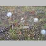 I'm guessing that this is <i>Nothocalais nigrescens</i> (Henderson) Heller (Asteraceae) "Speckled False Dandelion"
