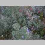 Wildflowers near camp - Only Indian Paintbrush seen on trip