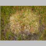 Tuft of grass