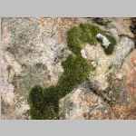 Moss art in Camp2