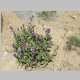 mountain aster, tons of butterflies