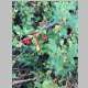 Wild currants