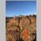 Lichens on outcrop at campsite