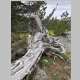  fallen tree in camp
