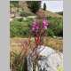  <i>Chamerion angustifolium</i> (L.) Holub (Onagraceae) "Fireweed"