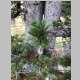  the host is either <i>Pinus flexilis</i> E. James or <i>Pinus albicaulis</i> Engelm. and the parasite is unknown to me