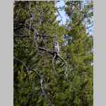 Barred Owl beginning of hike