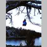 Food hanging