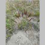 Hordeum
