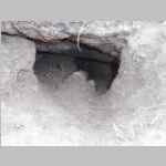 Critter hole near camp