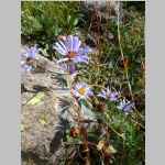 Mountain Aster