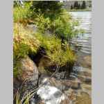 Mirror Lake shoreline shot