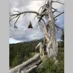 BMP hanging food I