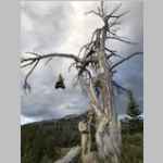 BMP hanging food II