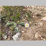 <i>Erigeron engelmannii</i> A. Nelson (Asteraceae) "Engelmann's Daisy"