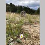 <i>Erigeron engelmannii</i> A. Nelson (Asteraceae) "Engelmann's Daisy"