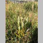 <i>Spiranthes romanzoffiana</i> Cham. (Orchidaceae) "Hooded Lady's Tresses" from edge of SE corner Mirror Lake