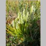 <i>Spiranthes romanzoffiana</i> Cham. (Orchidaceae) "Hooded Lady's Tresses" from edge of SE corner Mirror Lake