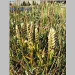 <i>Spiranthes romanzoffiana</i> Cham. (Orchidaceae) "Hooded Lady's Tresses" from edge of SE corner Mirror Lake