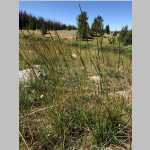 <i>Nasella viridula</i> (Trin.) Barkworth (Poaceae) "Green Needlegrass" collected near Mirror Lake/Fish Creek 