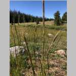 <i>Nasella viridula</i> (Trin.) Barkworth (Poaceae) "Green Needlegrass" collected near Mirror Lake/Fish Creek 