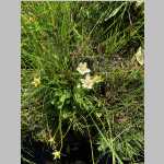 <i>Parnassia fimbriata</i> Koenig (Parnassiaceae) "Rocky Mountain Grass-of-Parnassus" from grassy hummock in the middle of Fish Creek