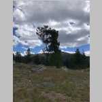 conifer near Fish Creek