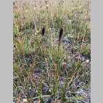 <i>Carex scirpoidea</i> Michx ssp. <i>pseudoscirpoidea</i> (Rydb.) Dunlop (Cyperaceae) "Northern Single-Spike Sedge" - in a meadow between Fish Creek and Mirror Lake - Dorn calls it <i>Carex scirpoidea</i> Michx. var. <i>pseudoscirpoidea</i> (Rydb.) Cronq. 