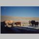 Cattle drive at Fort Washakie